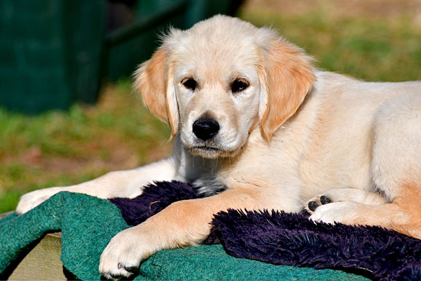 Des Passagers Du Perche - BELLE PETITE GOLDEN DISPONIBLE