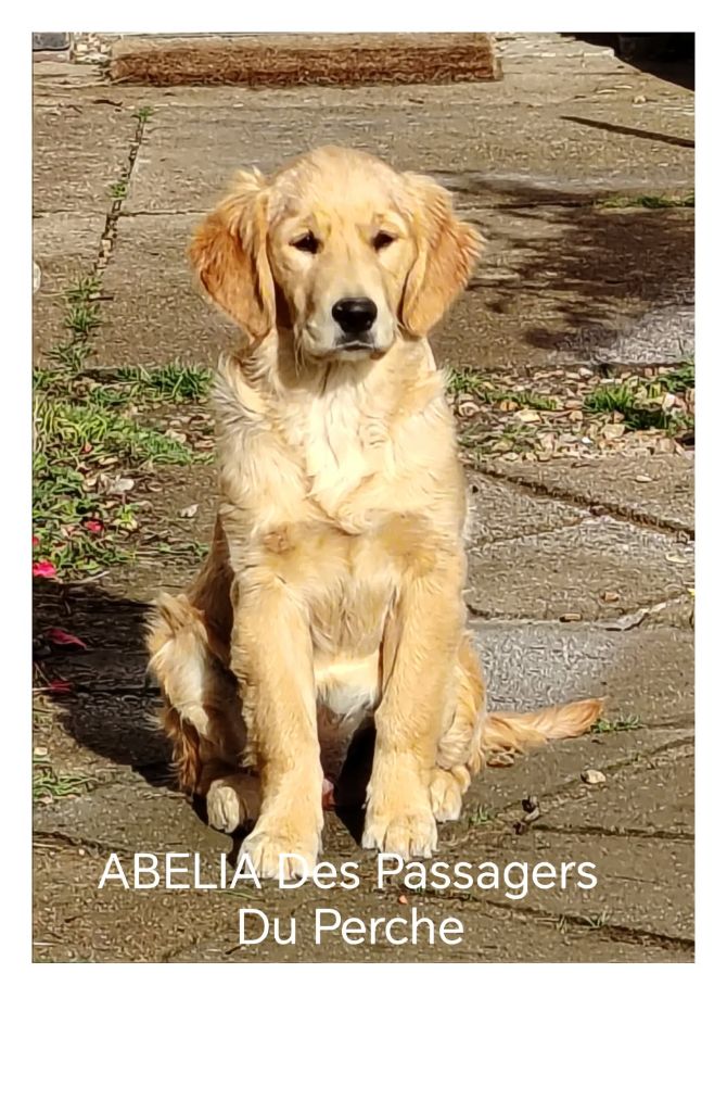 ABELIA DES PASSAGERS DU PERCHE