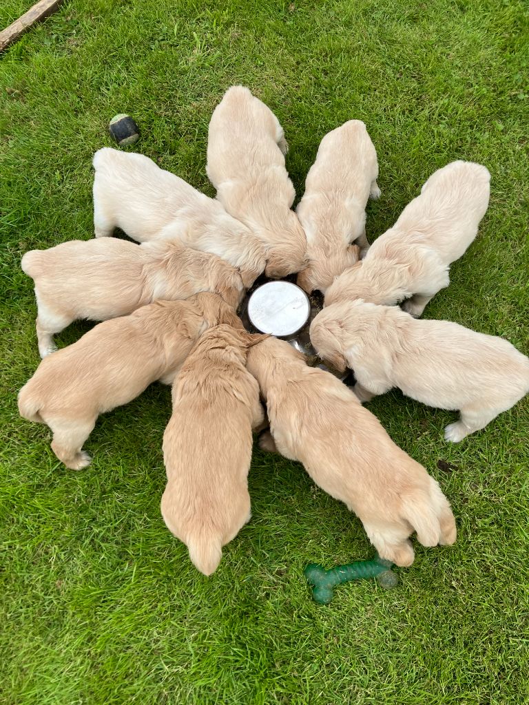 CHIOTS NES CHEZ NOUS