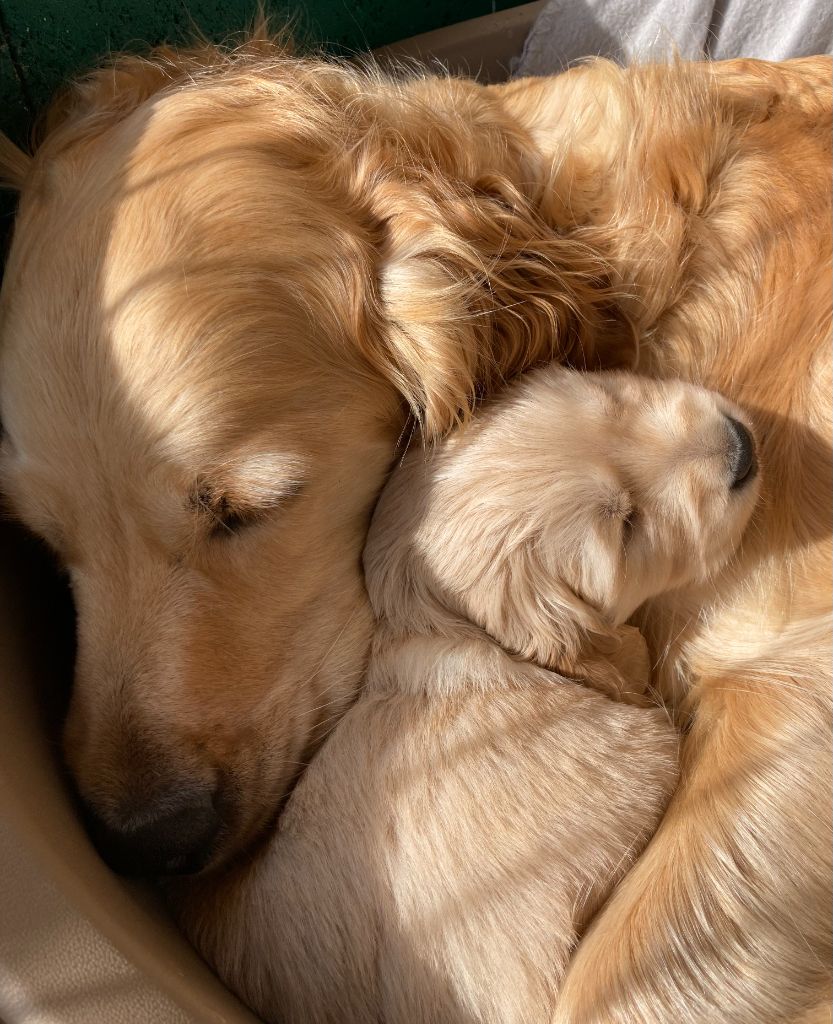 Des Passagers Du Perche - Chiots disponibles - Golden Retriever