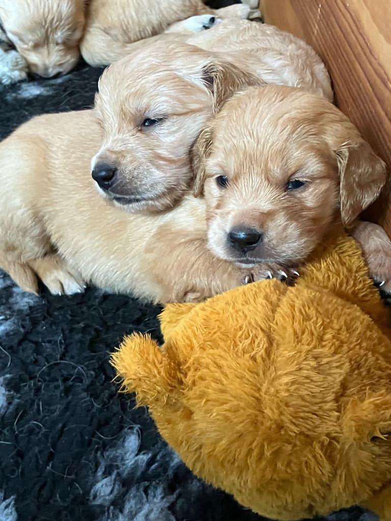 Des Passagers Du Perche - Chiots disponibles - Golden Retriever