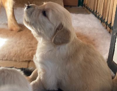 CHIOT 3